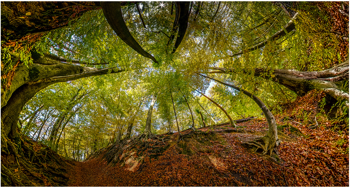 360 graden Bos