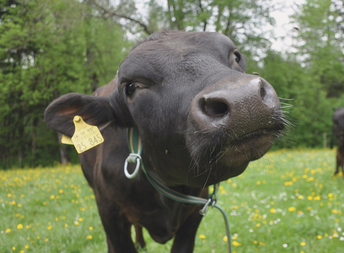 Wagyu Rinder auf Hofgut Heimkreit