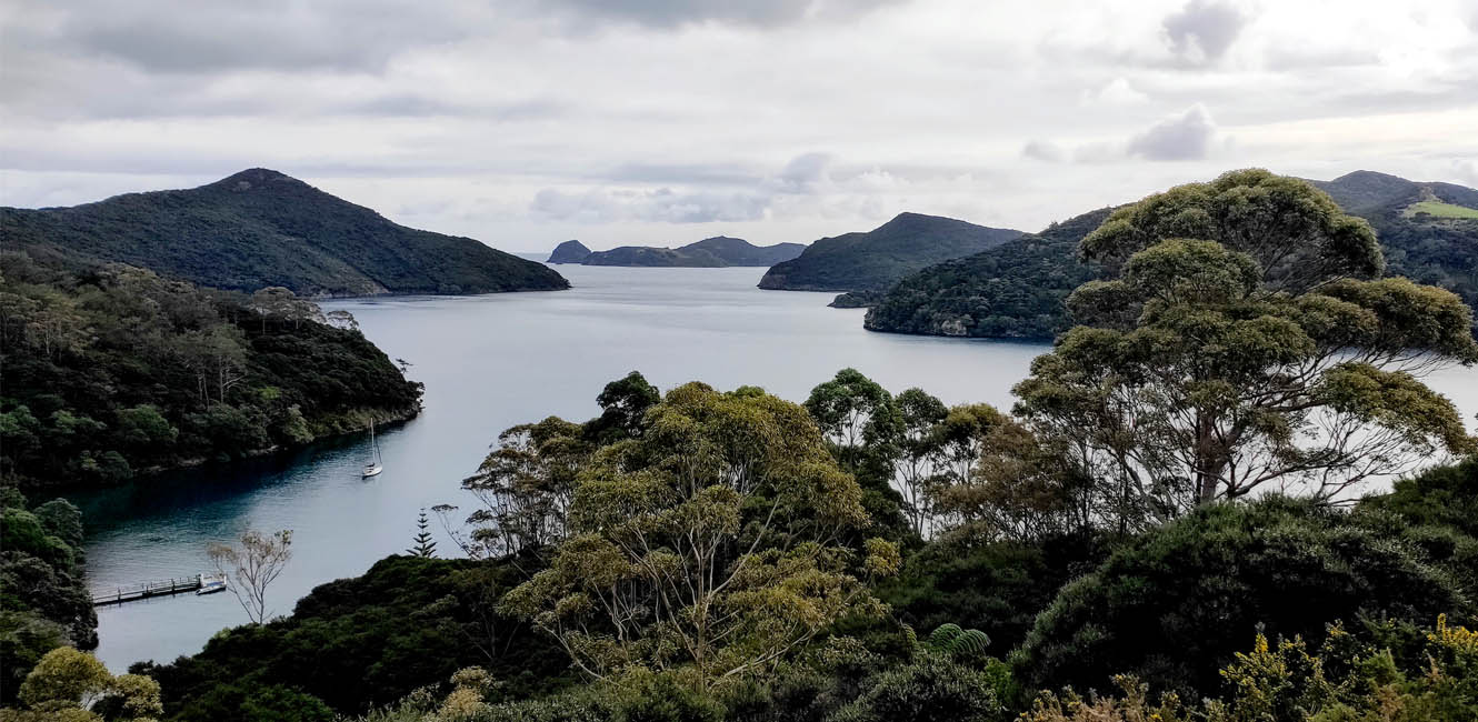 Forest road on Great Barrier Island