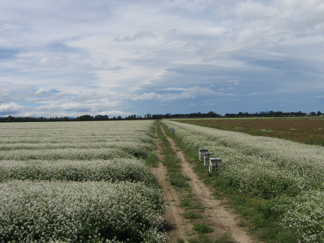 Beehives set out in a flowering seed crop