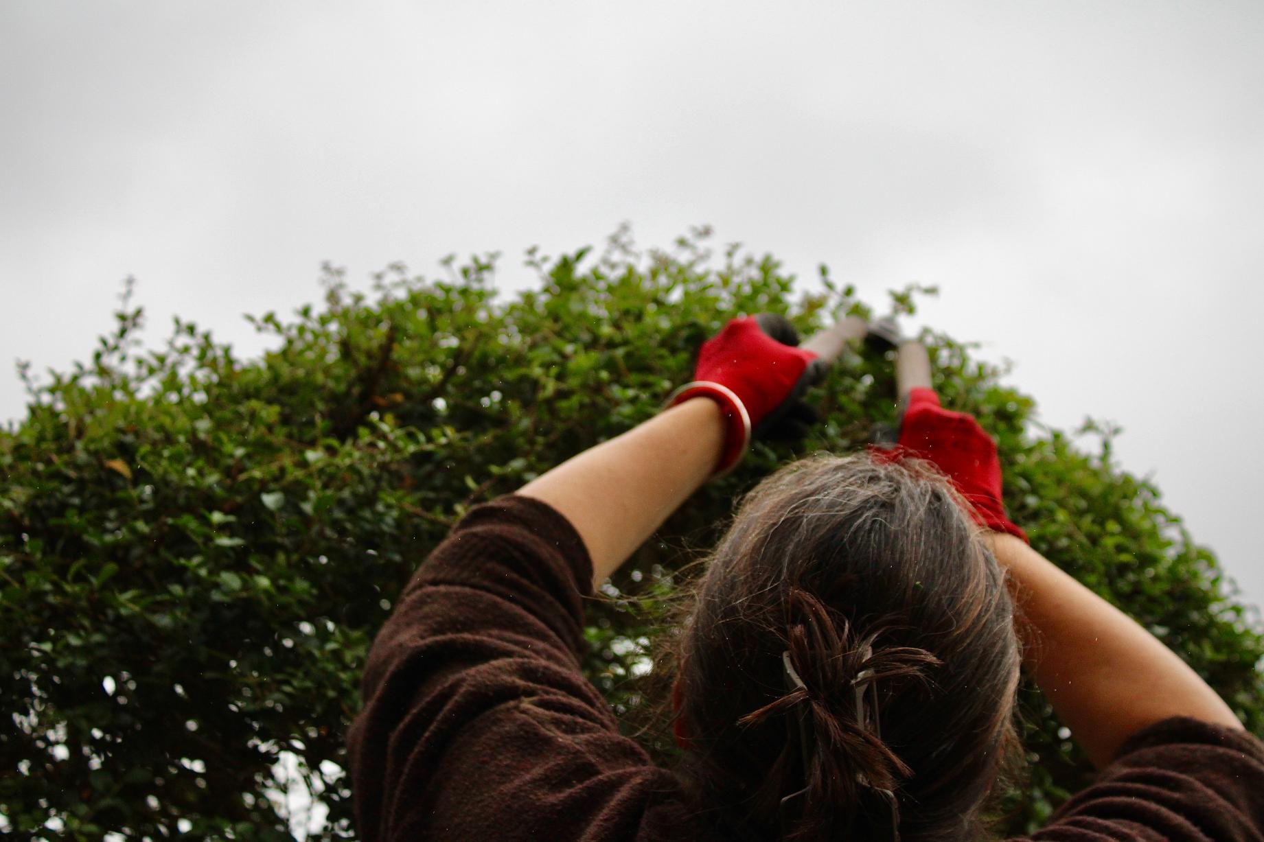 The Urban Gardeners