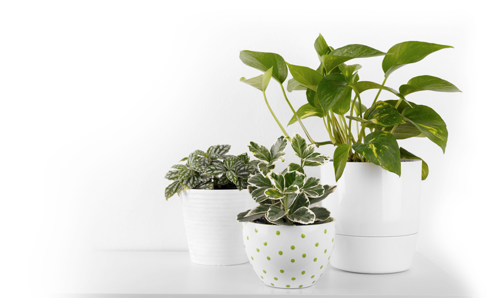 The Urban Garden | Garden Centre Bath