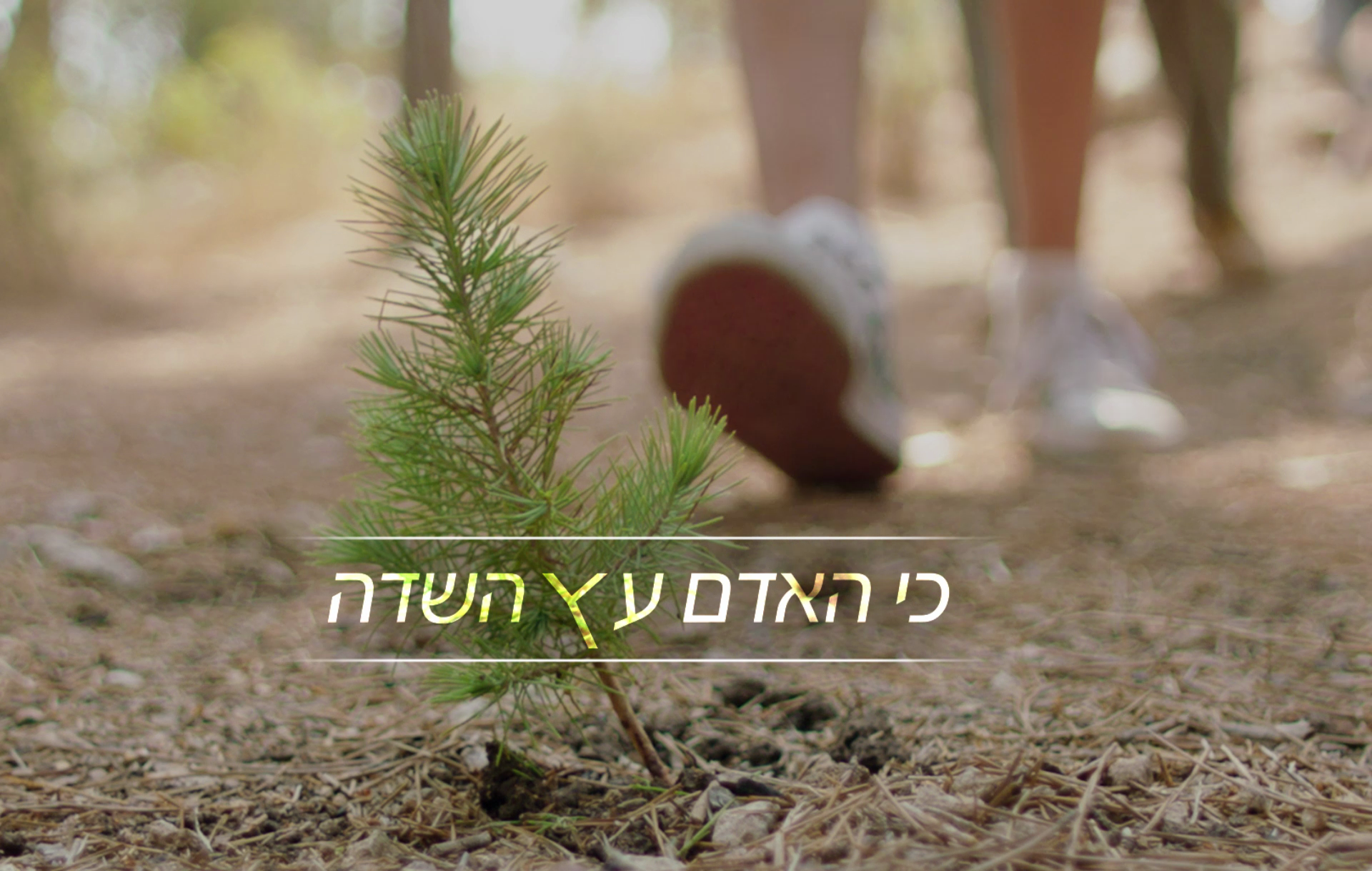 כי האדם עץ השדה