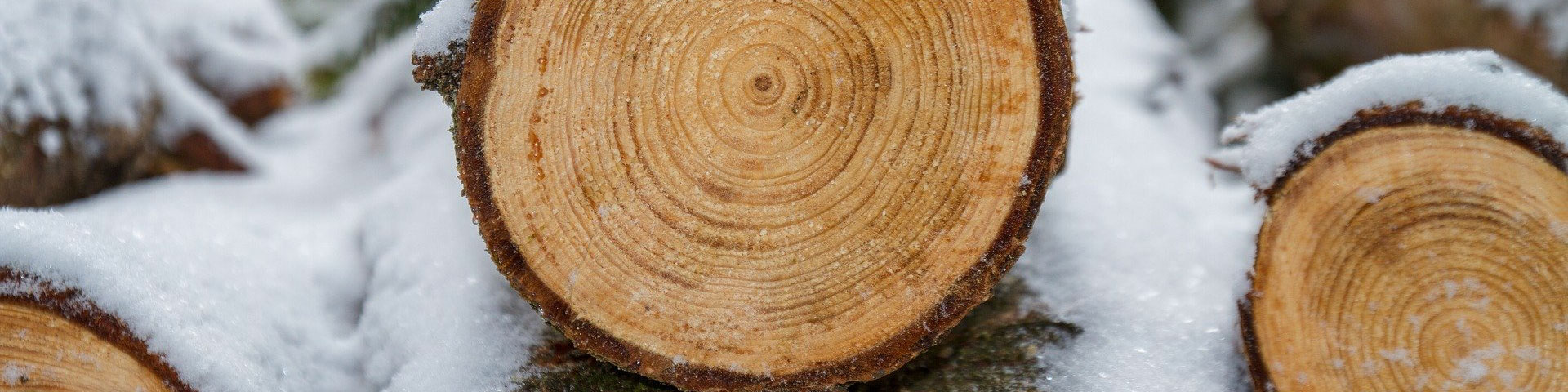 Interlen Ltd. timber imports