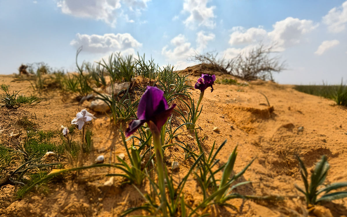תמונה מהמתחם זהר בדשא