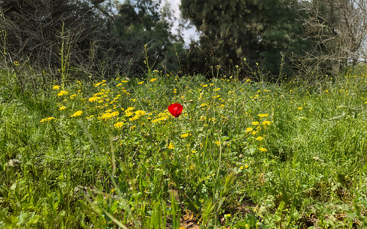 תמונה מהמתחם זהר בדשא
