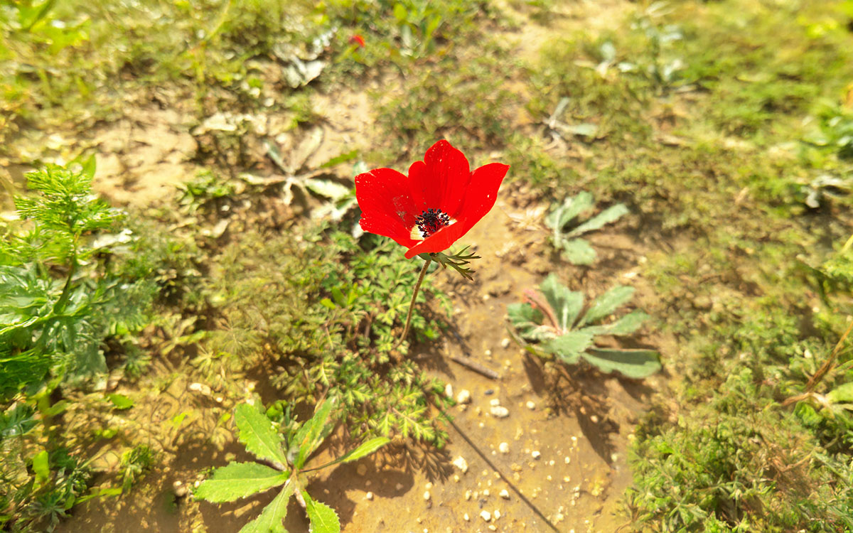 תמונה מהמתחם זהר בדשא