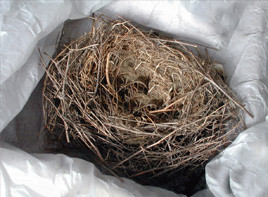 Bird nest removal Bird nest removal