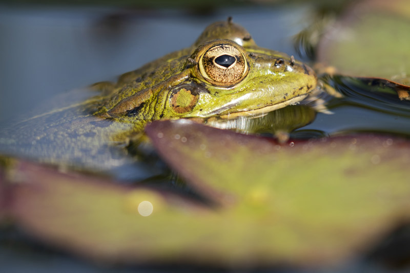 Habitat restoration details
