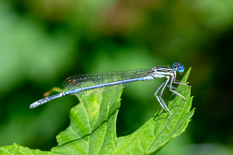 Habitat restoration details