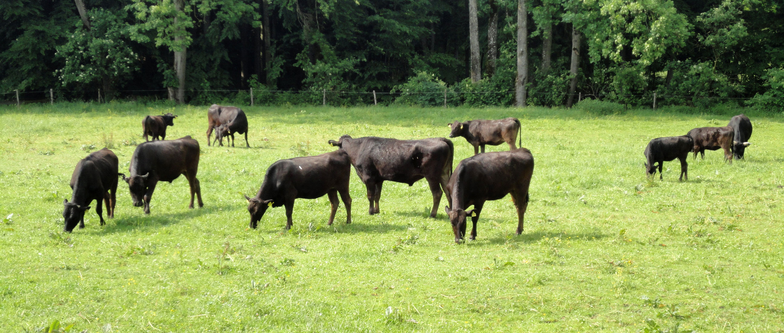 Wagyu-Zucht auf Gut Heimkreit