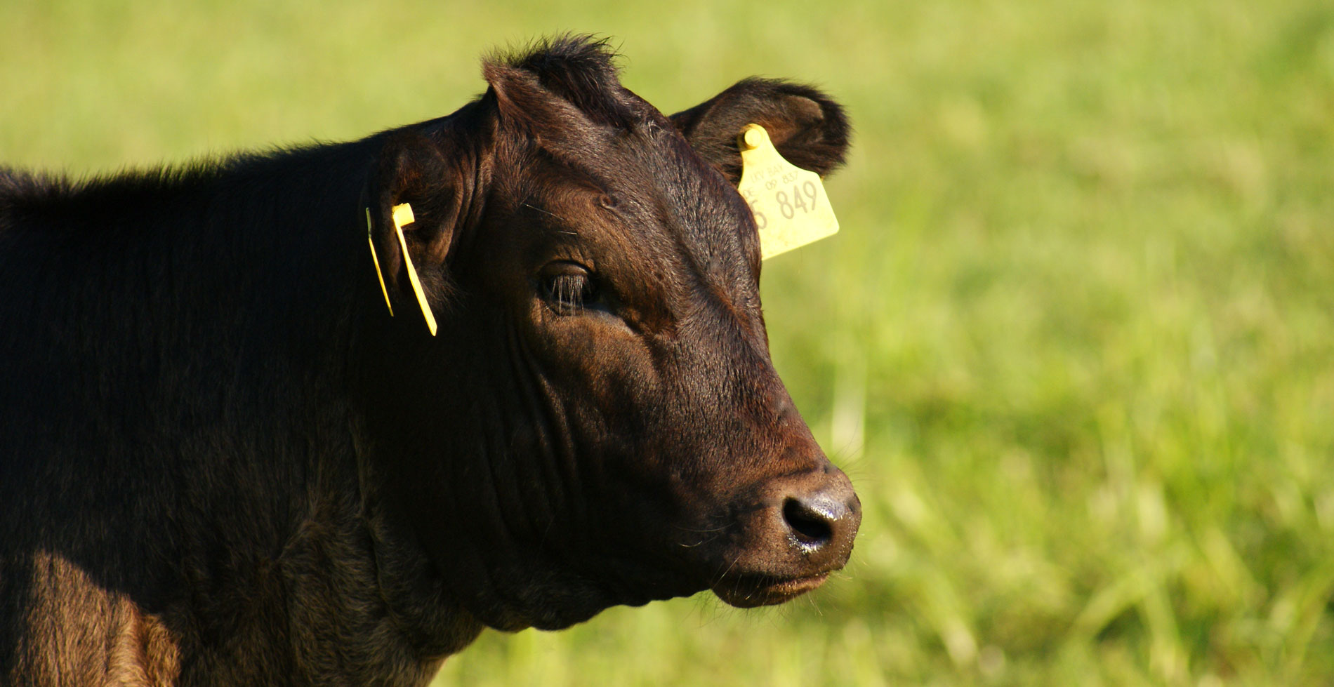 Wagyu Weiderinder