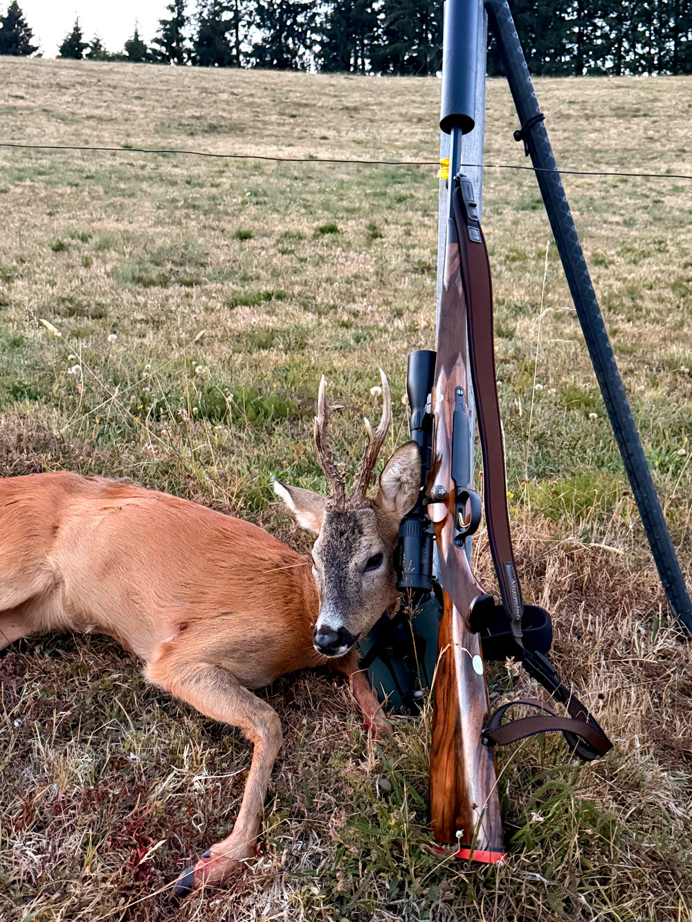 Der erste Kessler Bock liegt. Distanz: 276m Schuss: Wie er sein muss 👌 Flucht: 0 Waidmannsheil !!!