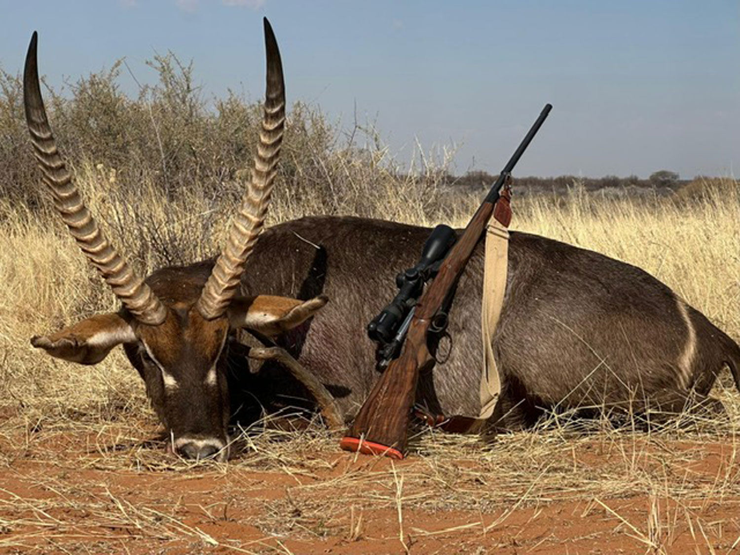 Oryx Jagd in Afrika Namibia