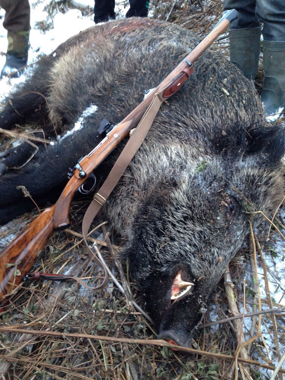 “Kesslerinnen”-Jagd in Rumänien - Keiler 200 Kilo aufgebrochen (8x57IS)