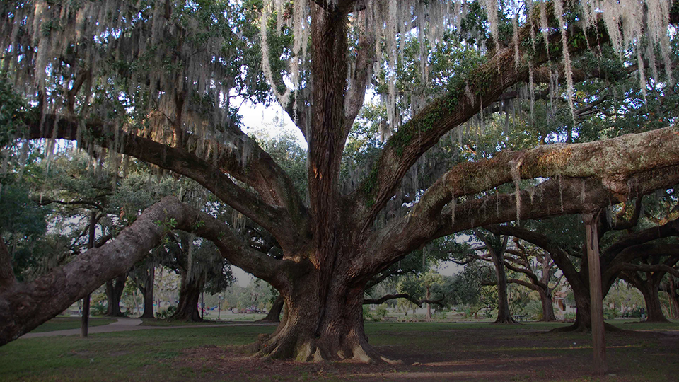 DUELING OAKS AT CITY PARK