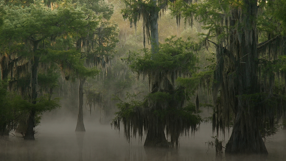 LOUISIANA BAYOU SWAMPLAND