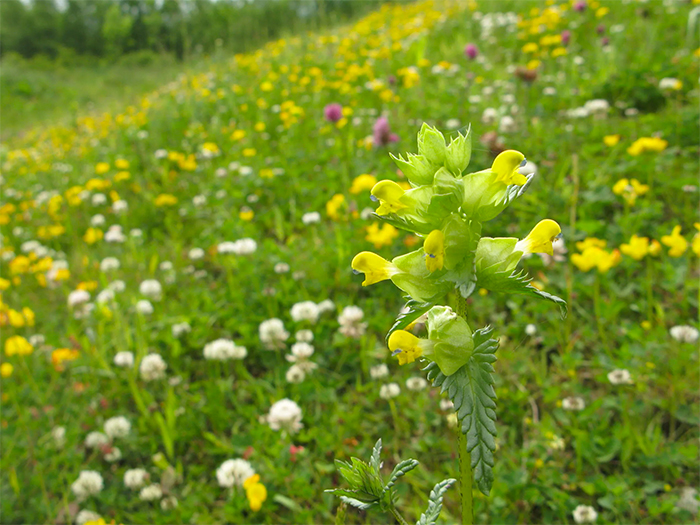Mudhouse Farm Blog