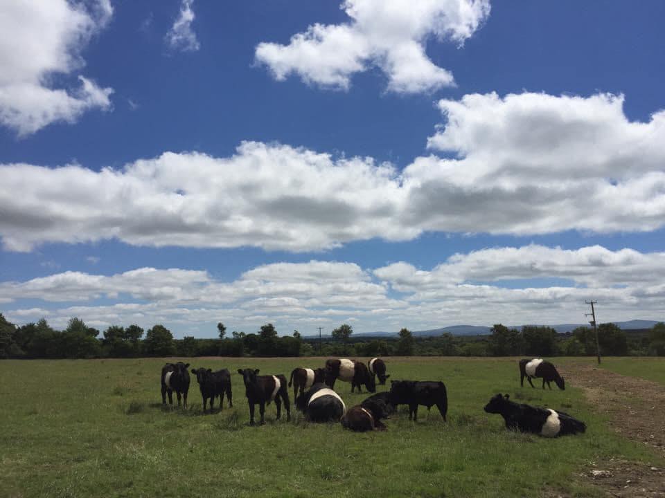 Mudhouse Farm