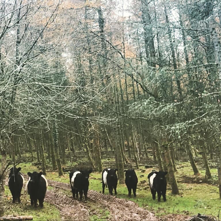 Wild Camping Devon | Mudhouse Farm Winkleigh