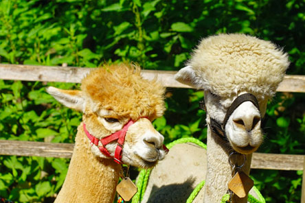 Walking with Alpacas