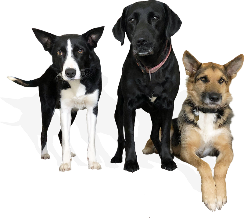 The Kings Arms Winkleigh | Dogs Welcome