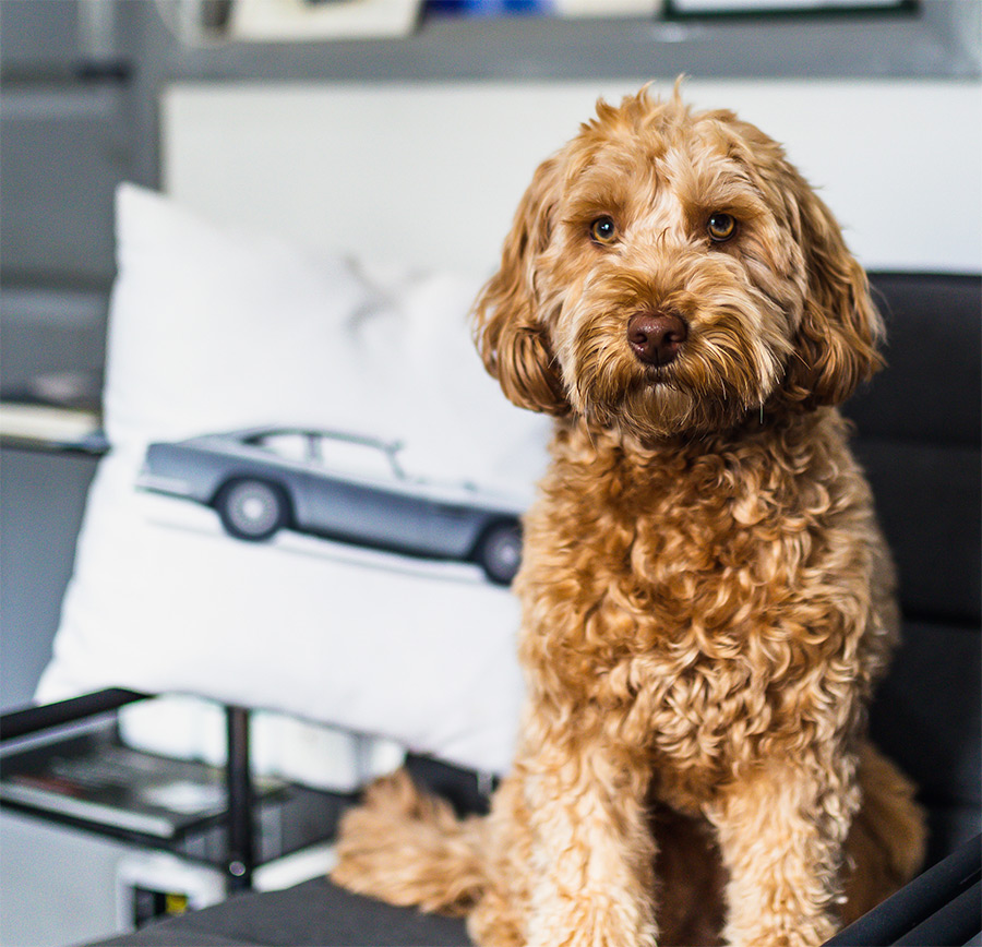 Betsy Bear - Customer liaison/Office Dog