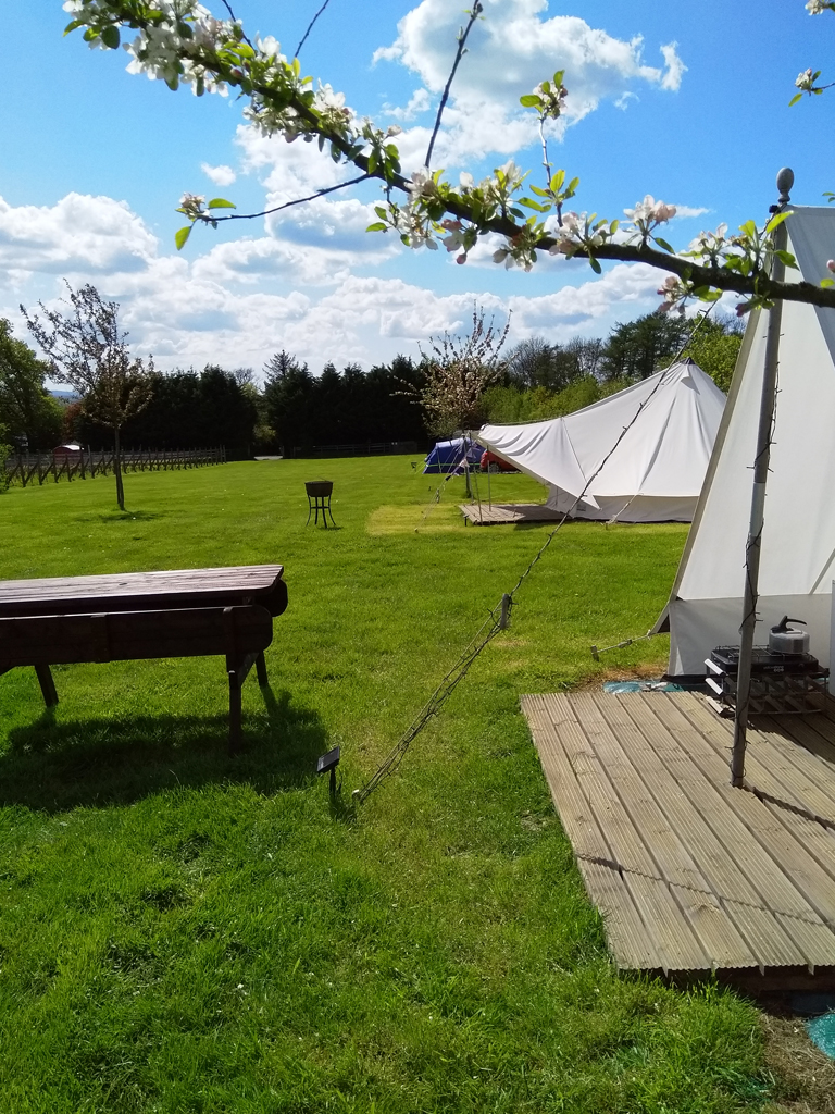 Ten Acres Vineyard | Glamping & Camping Devon