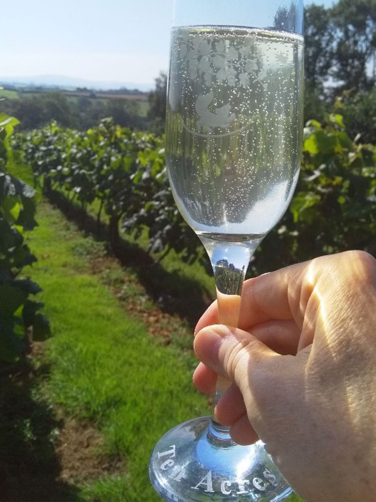 Ten Acres Vineyard | Glamping & Camping Devon
