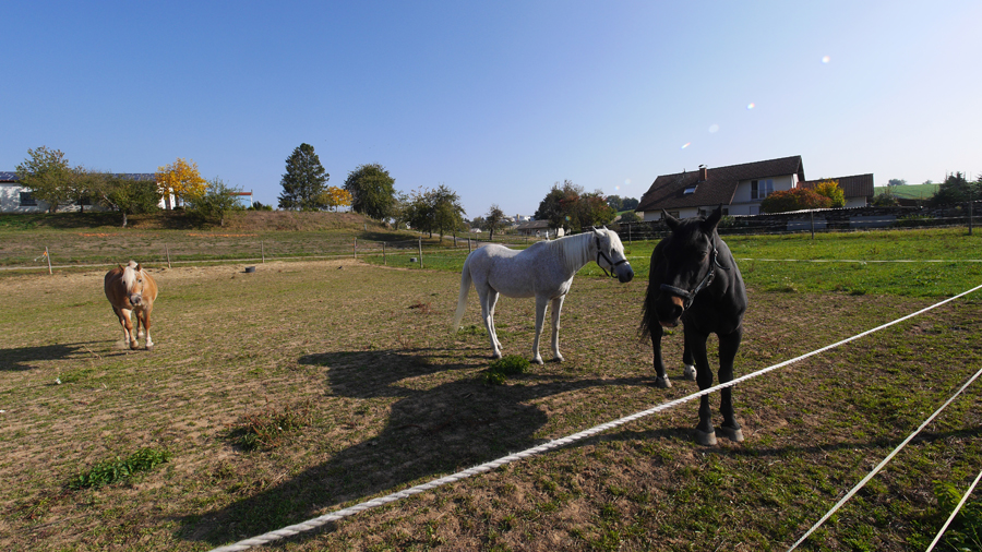 Pferde in Kalles Heimat – Bild 13