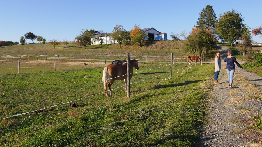 Pferde in Kalles Heimat – Bild 19