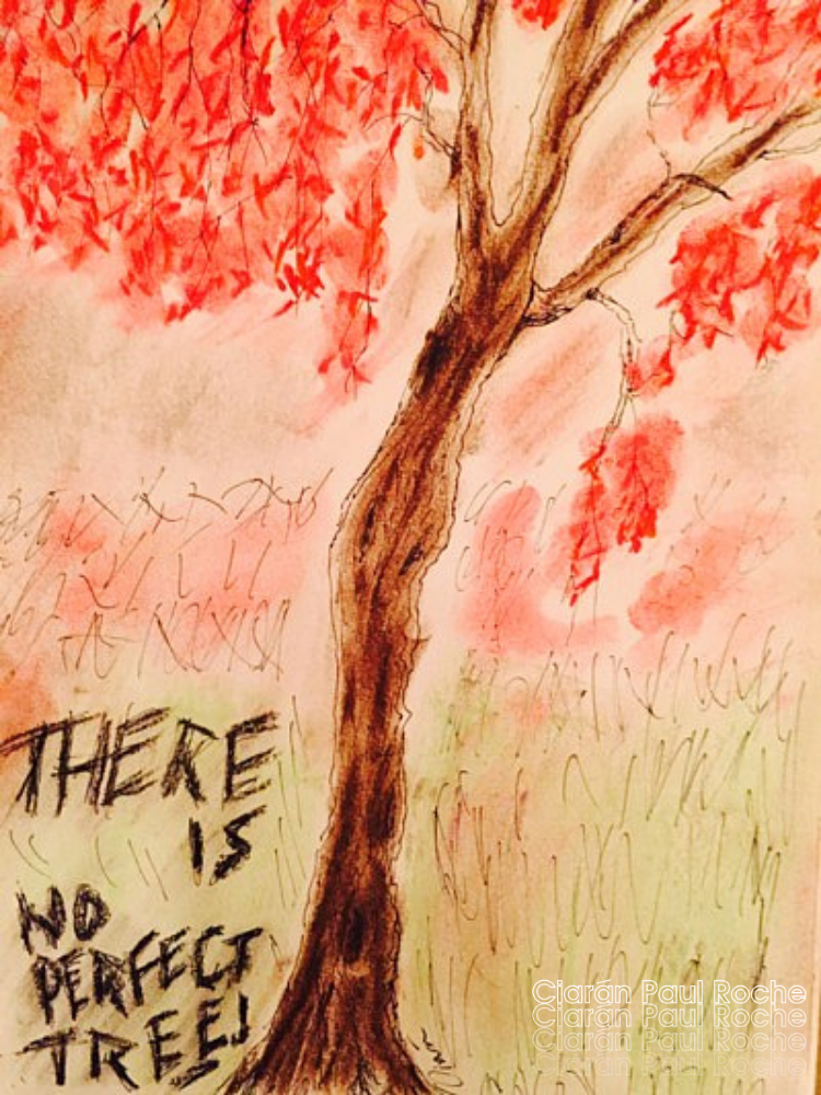No Perfect Tree - Ciaran Roche