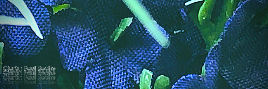 False Flowers © Ciaran Roche