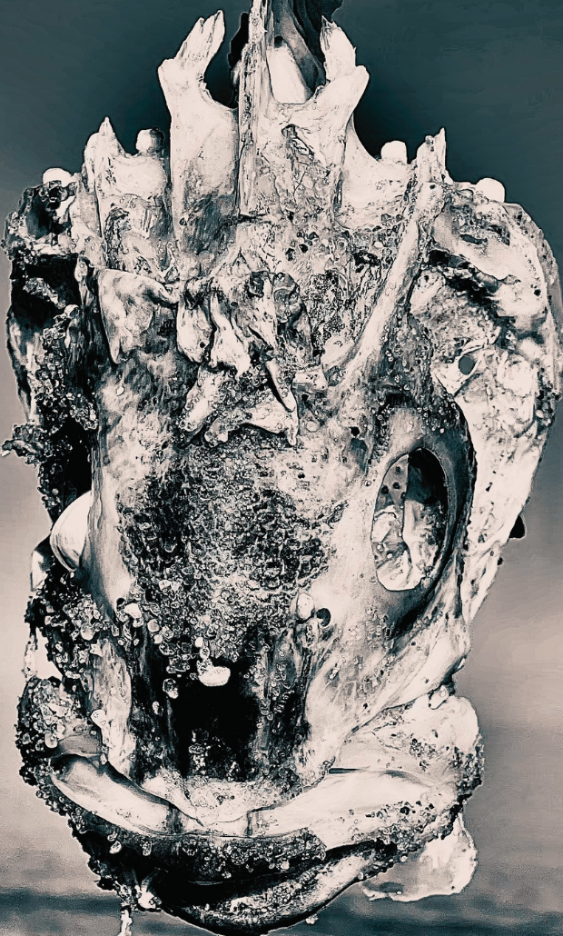 ALIEN HEAD  - Copyright Ciaran Roche
