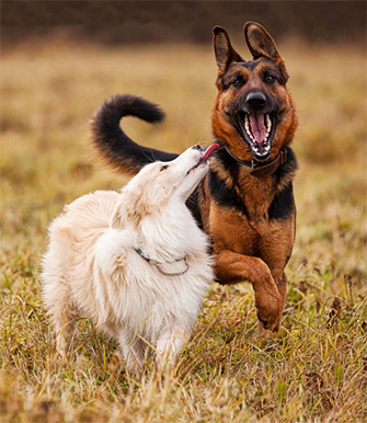 Paws Stay and Play photo 10