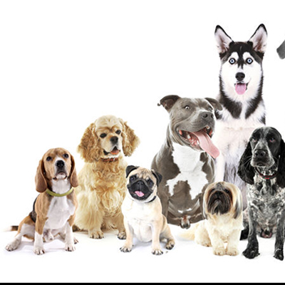 Paws Stay and Play photo 2