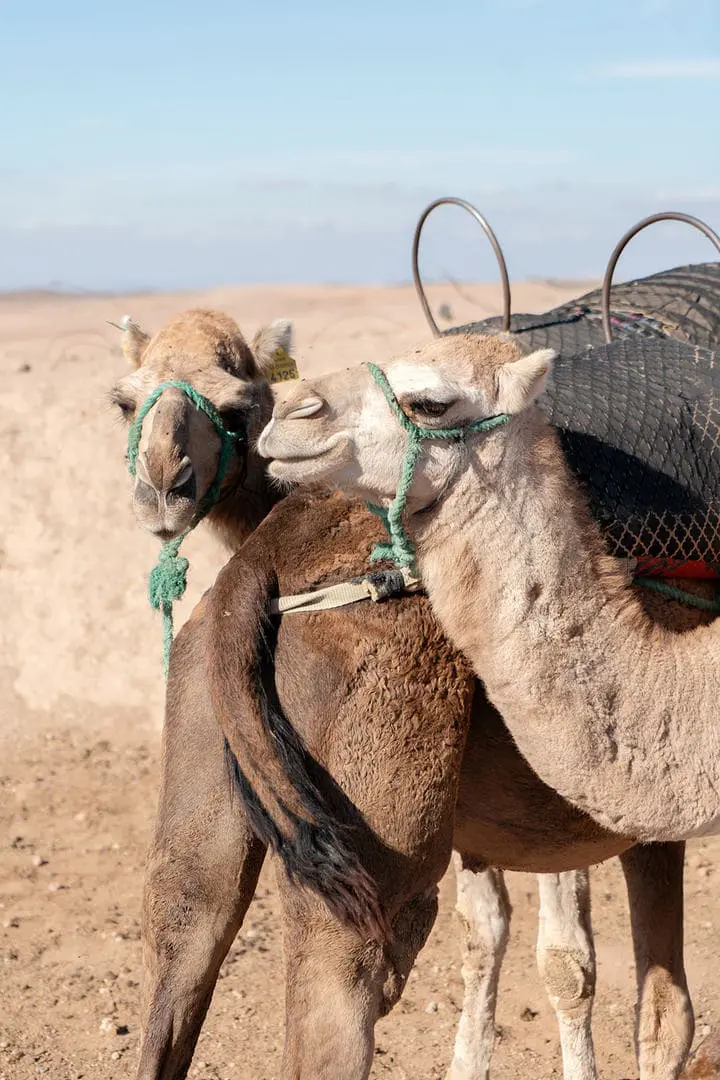 Wedding Editorial Quand le sable devient scène, scène 25.
