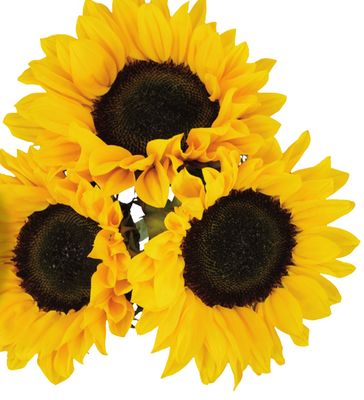 <br />
<b>Notice</b>: Undefined index: name in <b>/var/www/html/app/views/flyer.php</b> on line <b>79</b><br />
image