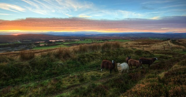 A picturesque sunset over the northern Ireland countryside with grazing sheep in a lush, rural landscape.