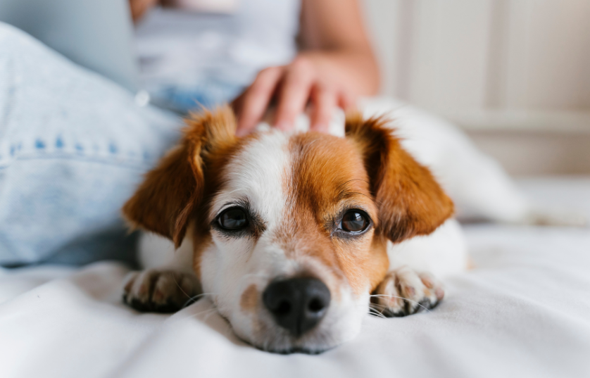 Navigating Pet Bereavement: Understanding its Impact on Mental Health