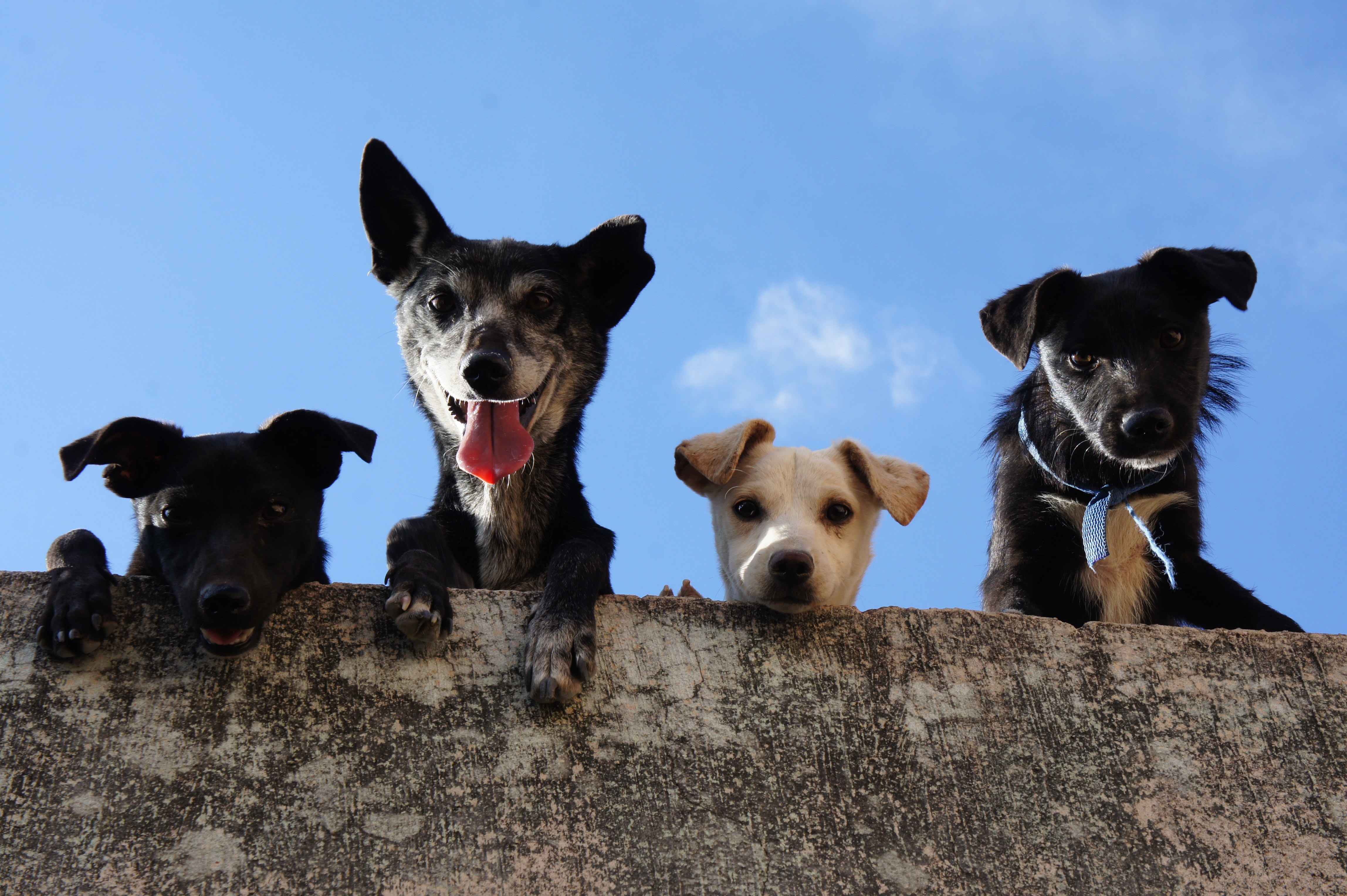 The Secret to Boosting Your Mental Health Could be PETS!