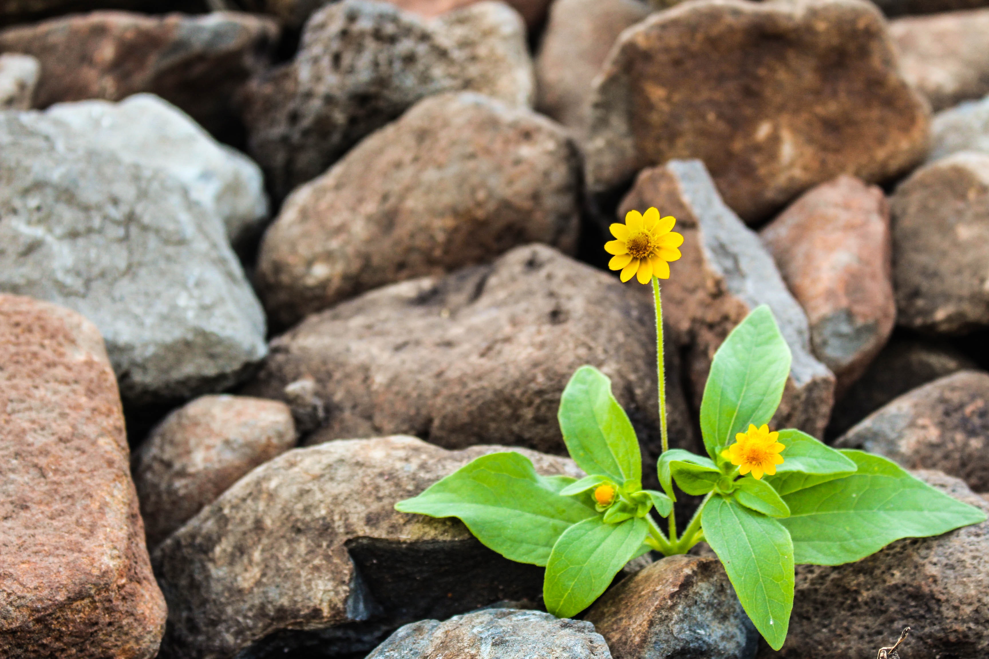 The Role of Psychedelics in Spiritual Growth and Mental Health