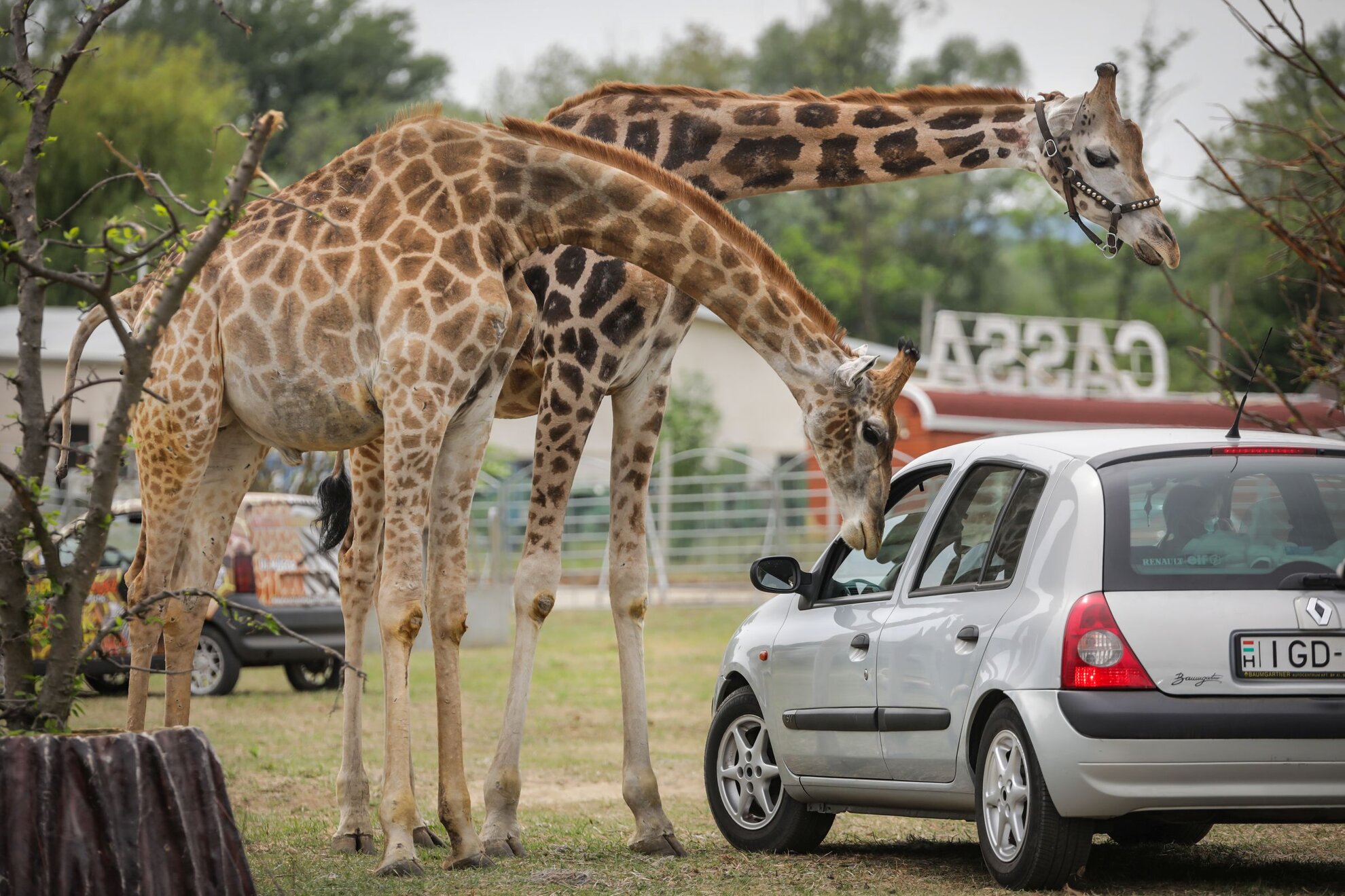 safari park azerbaijan