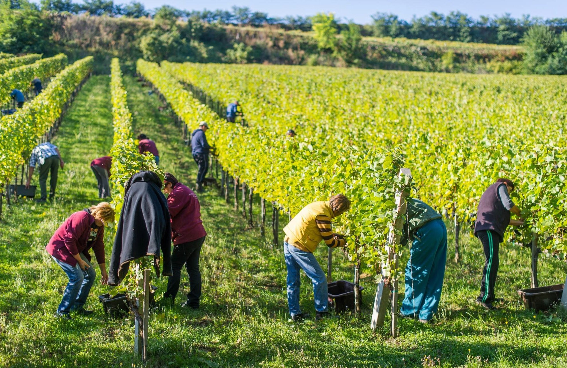 the harvest