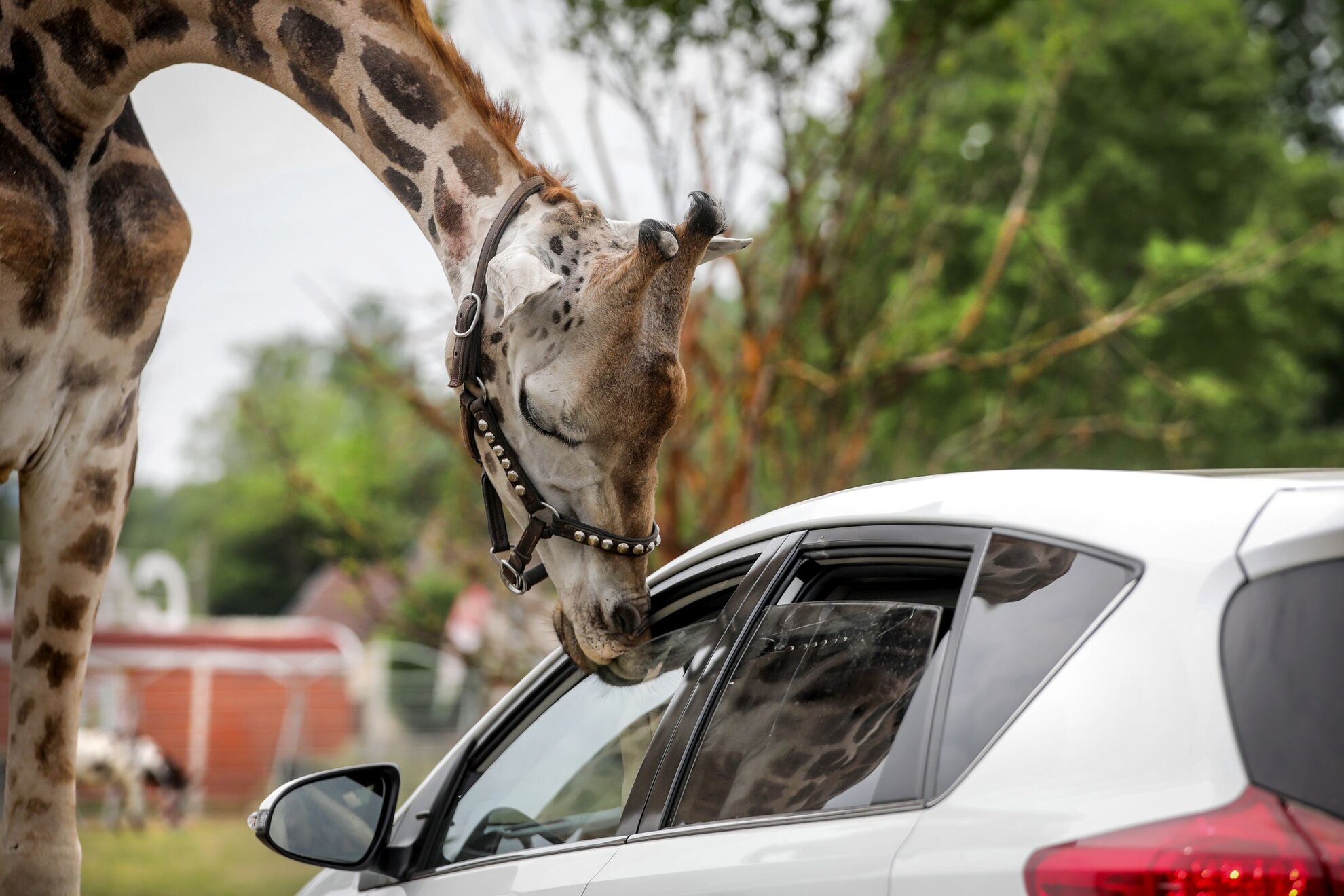 safari park azerbaijan