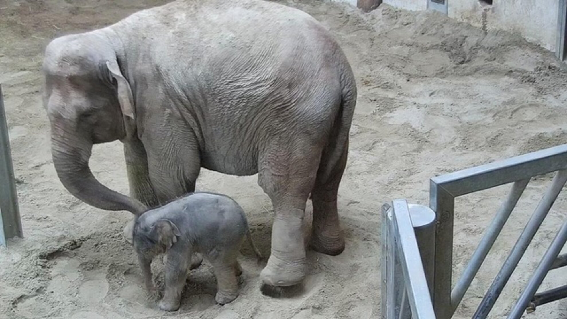 Meet the baby elephant just born at Budapest Zoo