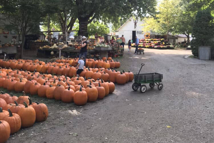 Kürbis-Amerika-Halloween-Weltevree