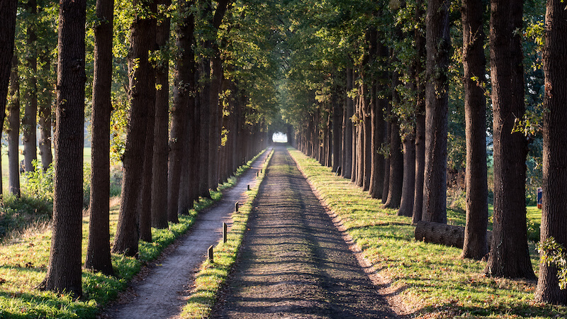 Nederlandse-natuur-Woodz-Weltevree