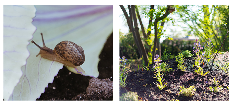 insectes-oiseaux-jardin-Weltevree