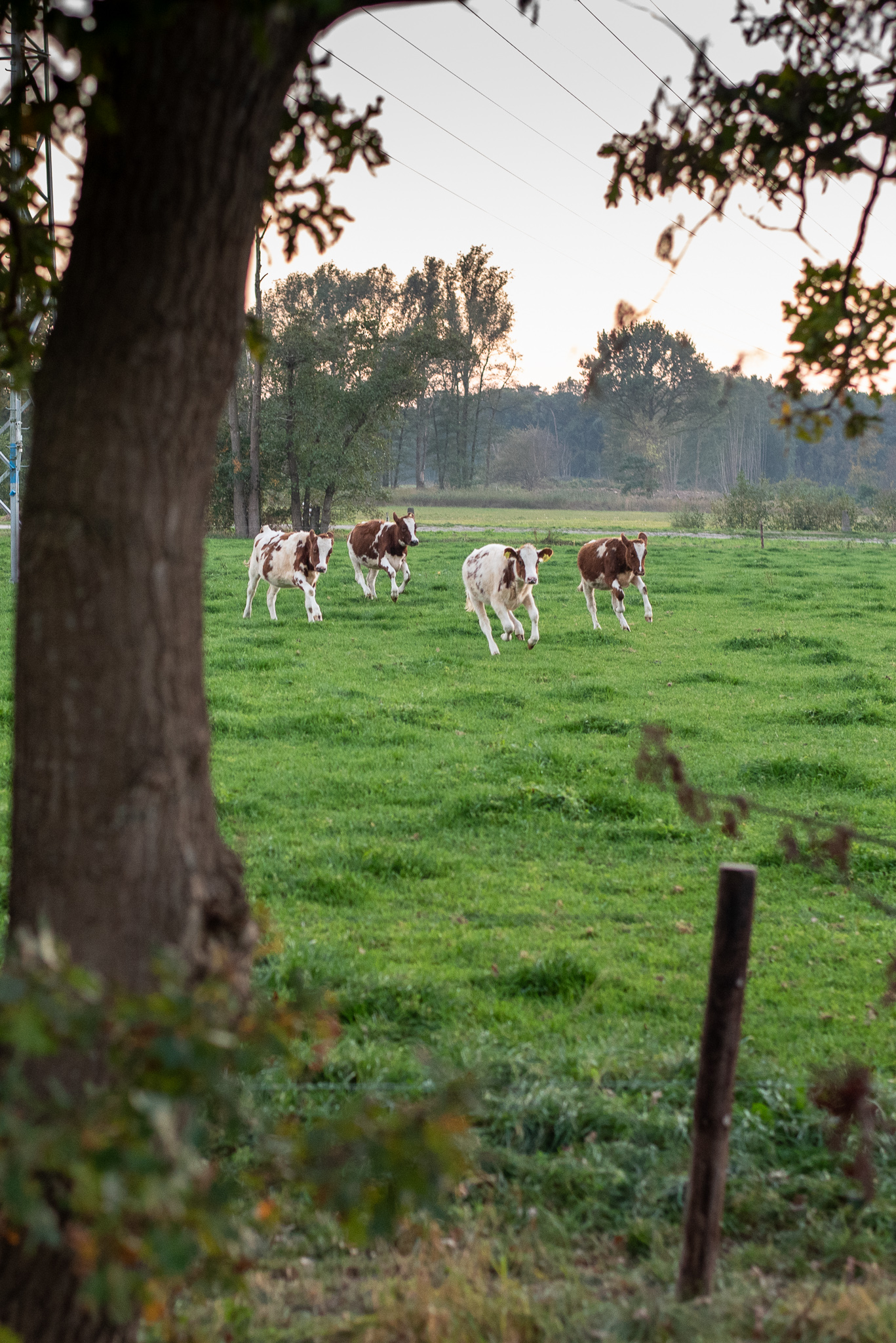 OldenallerPfad-Wanderweg-Kühe